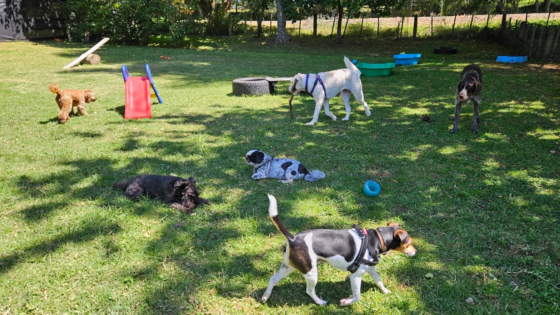 Happy dog at Aimee The Dog Lady — photo 5