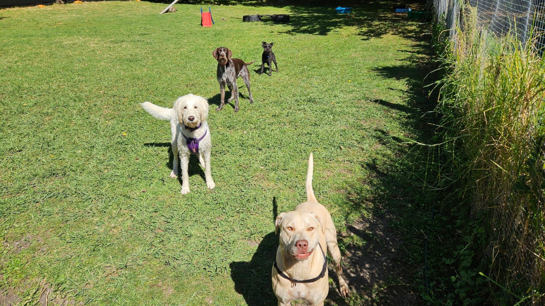 Happy dog at Aimee The Dog Lady — photo 6